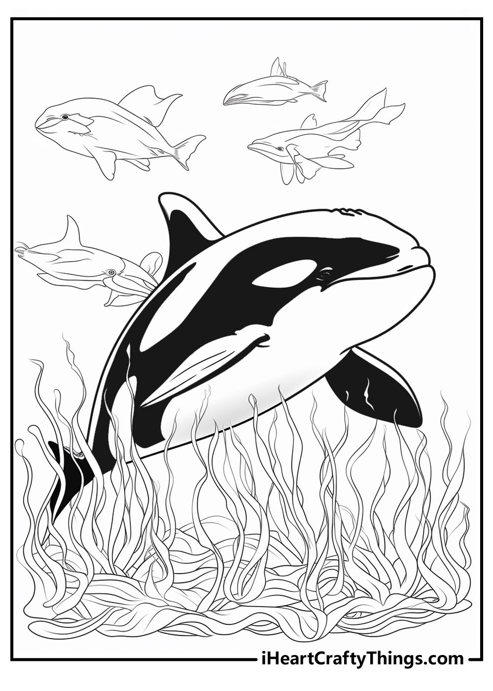 orca whale coloring page