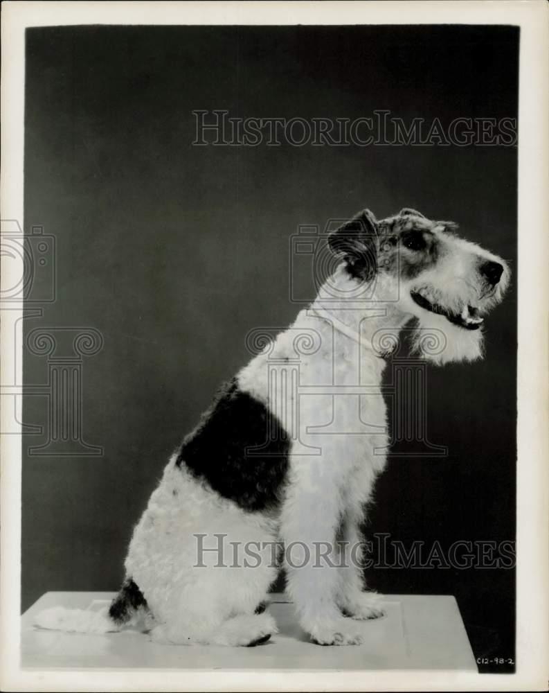 the thin man terrier