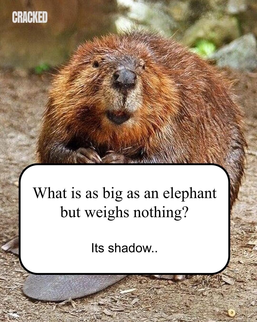 21 Punny Animal Jokes For A Beaver To Chew On Cracked