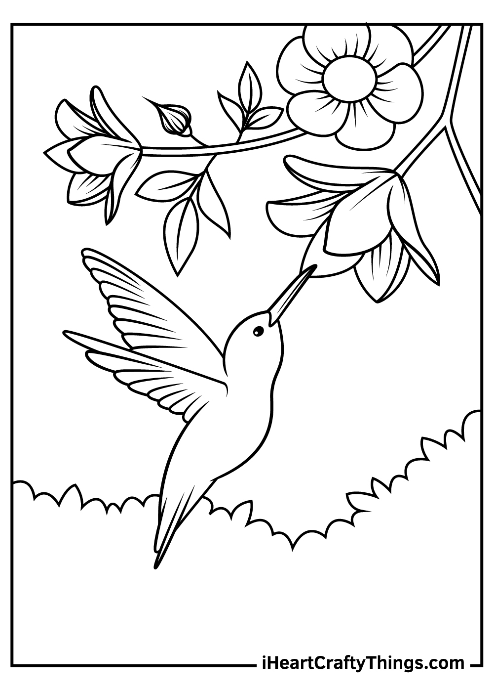coloring pages of hummingbirds