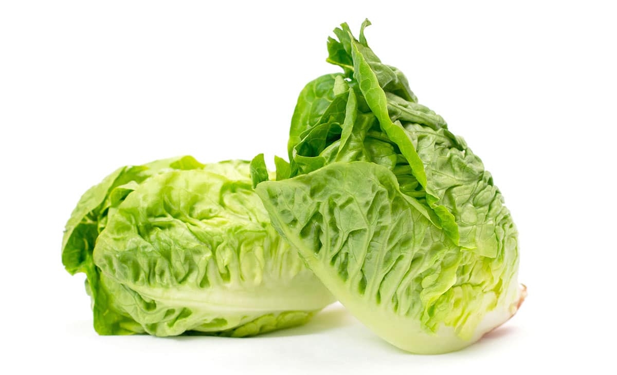 lettuce variety crossword clue