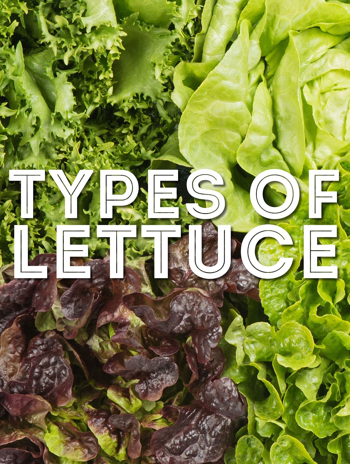 26 Types Of Lettuce From A To Z With Photos Live Eat Learn