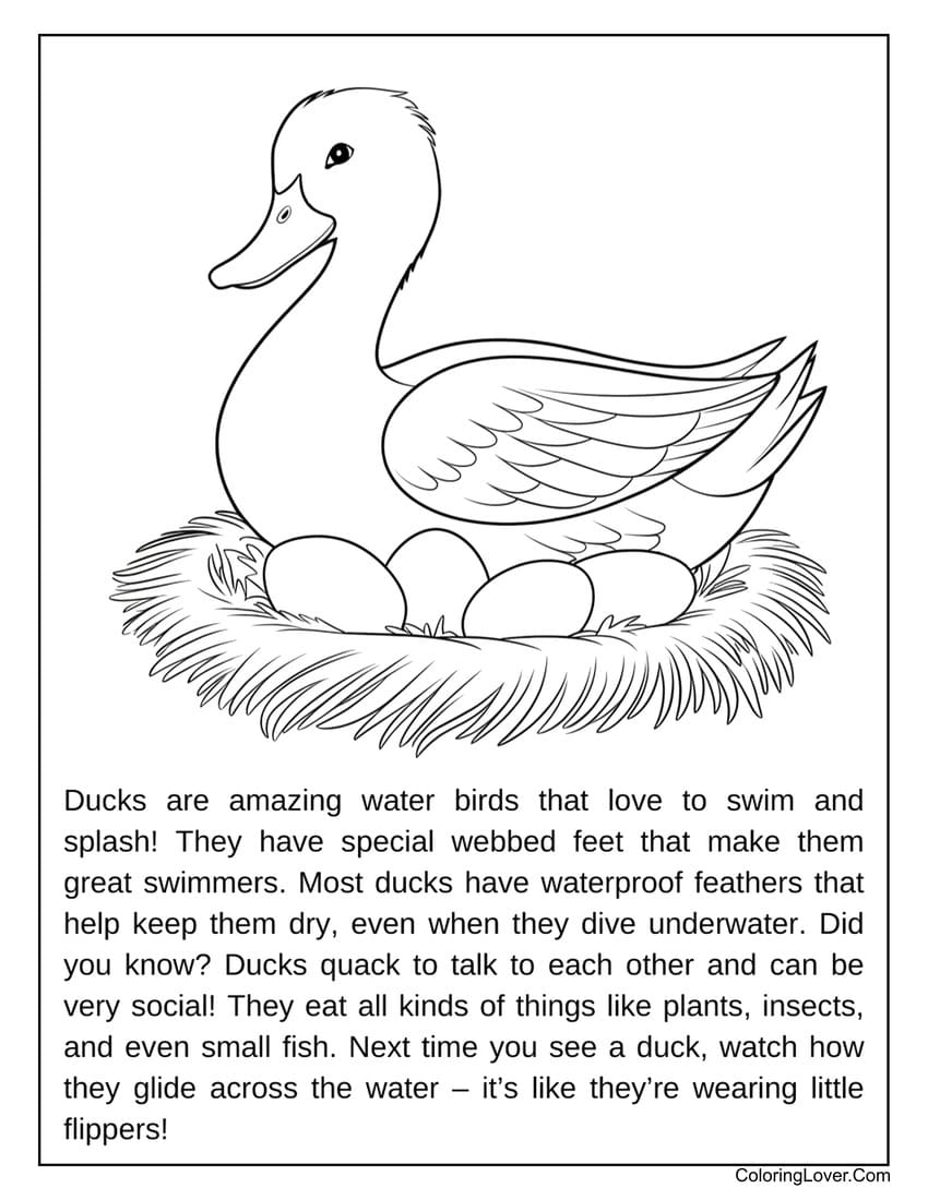 39 Duck Coloring Pages Free Printables For All Ages 