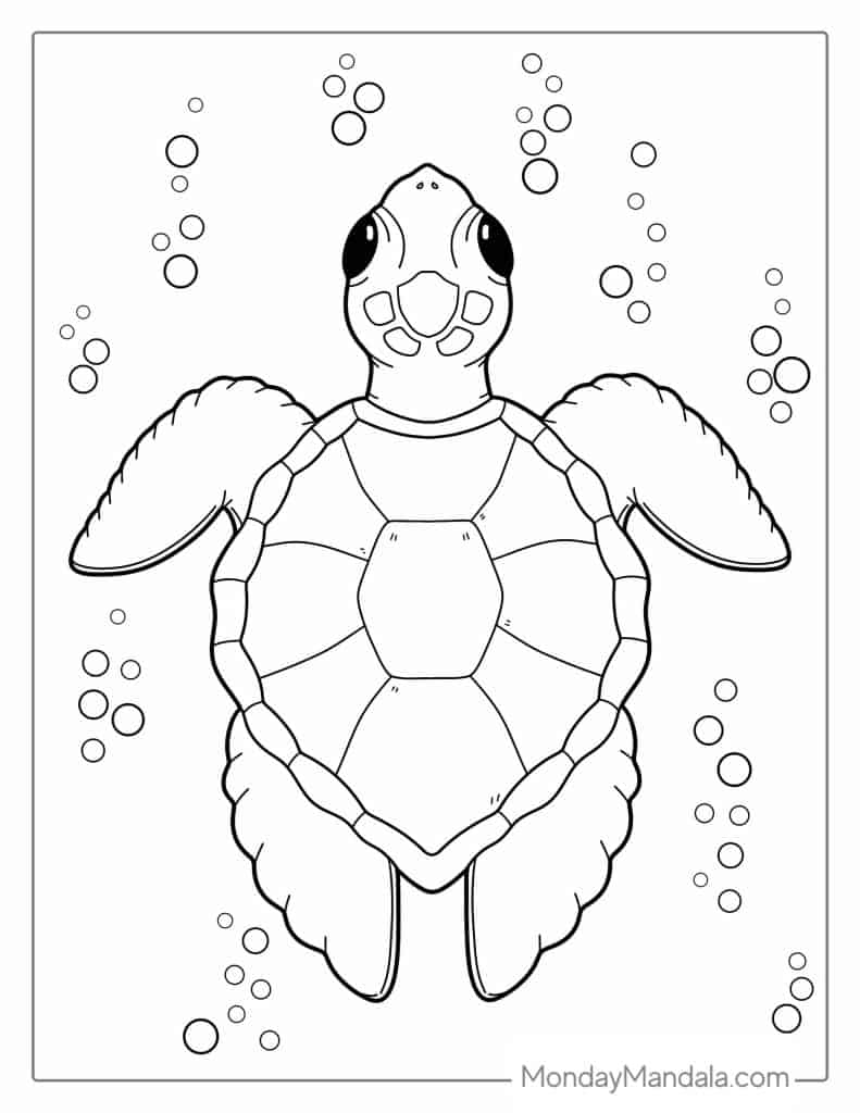 39 Turtle Coloring Pages Free PDF Printables 