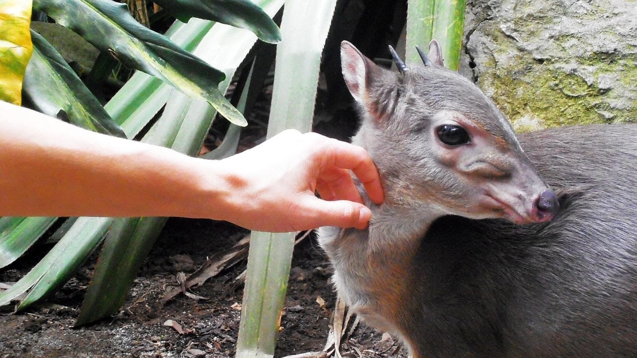 74 Types Of African Antelope And 56 Subspecies Full Guide Storyteller Travel