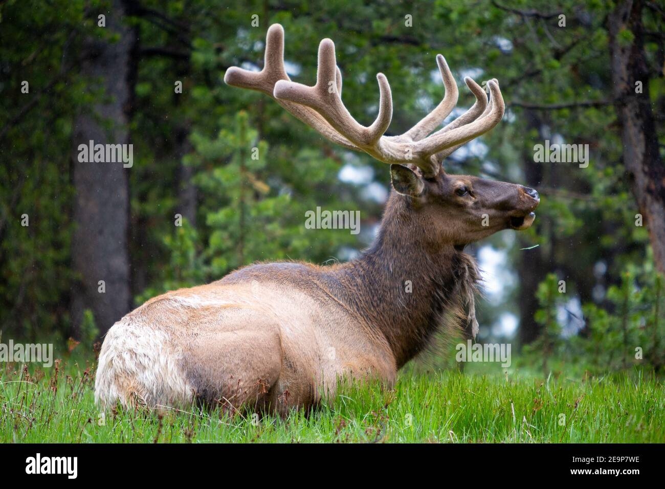 A Large Bull Elk With Velvet Antlers Resting In A Grassy Meadow Yellowstone National Park Wyoming Stock Photo Alamy