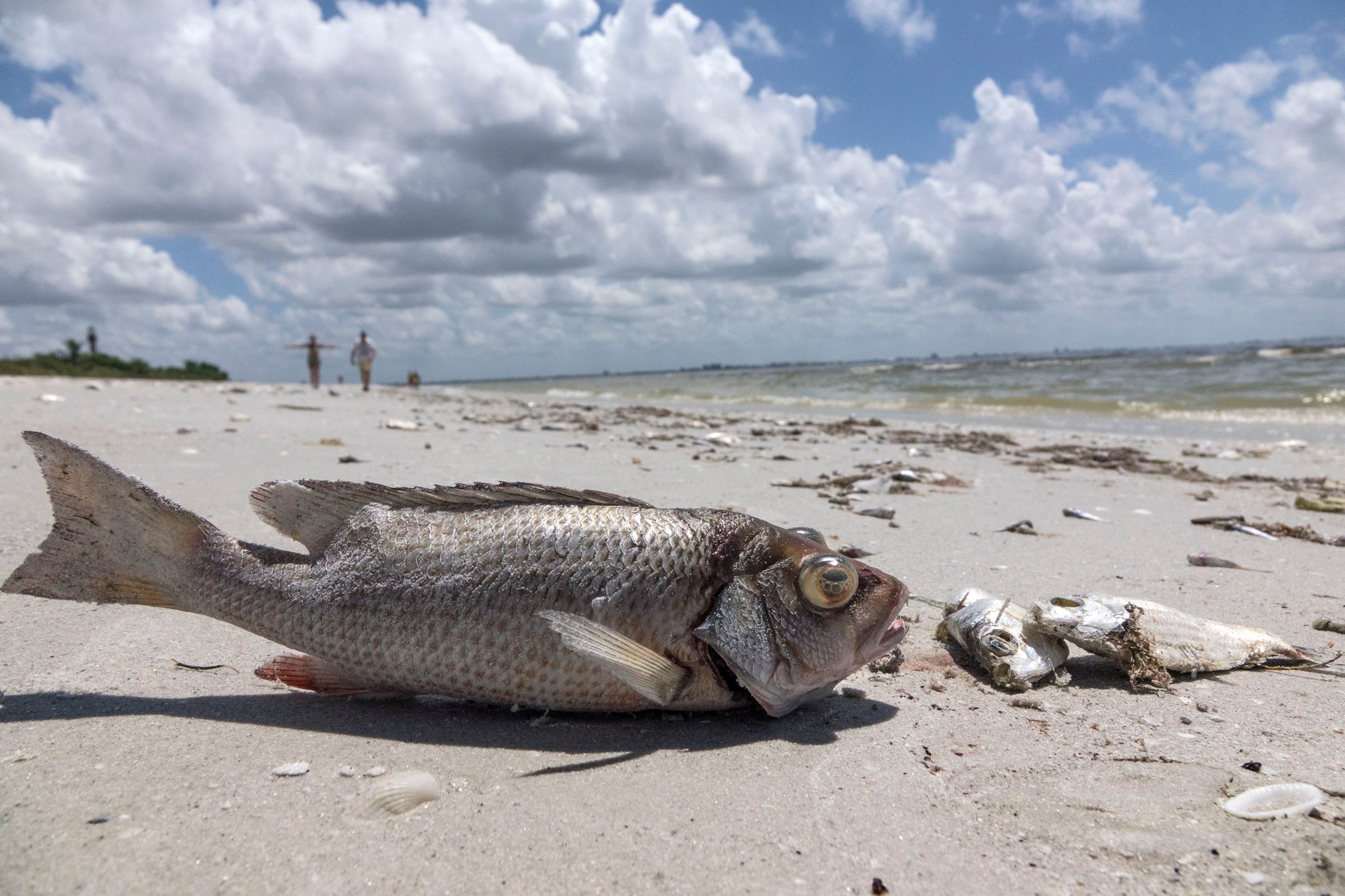 A Red Tide On Florida s Gulf Coast Has Been A Huge Hit To Tourism The New York Times