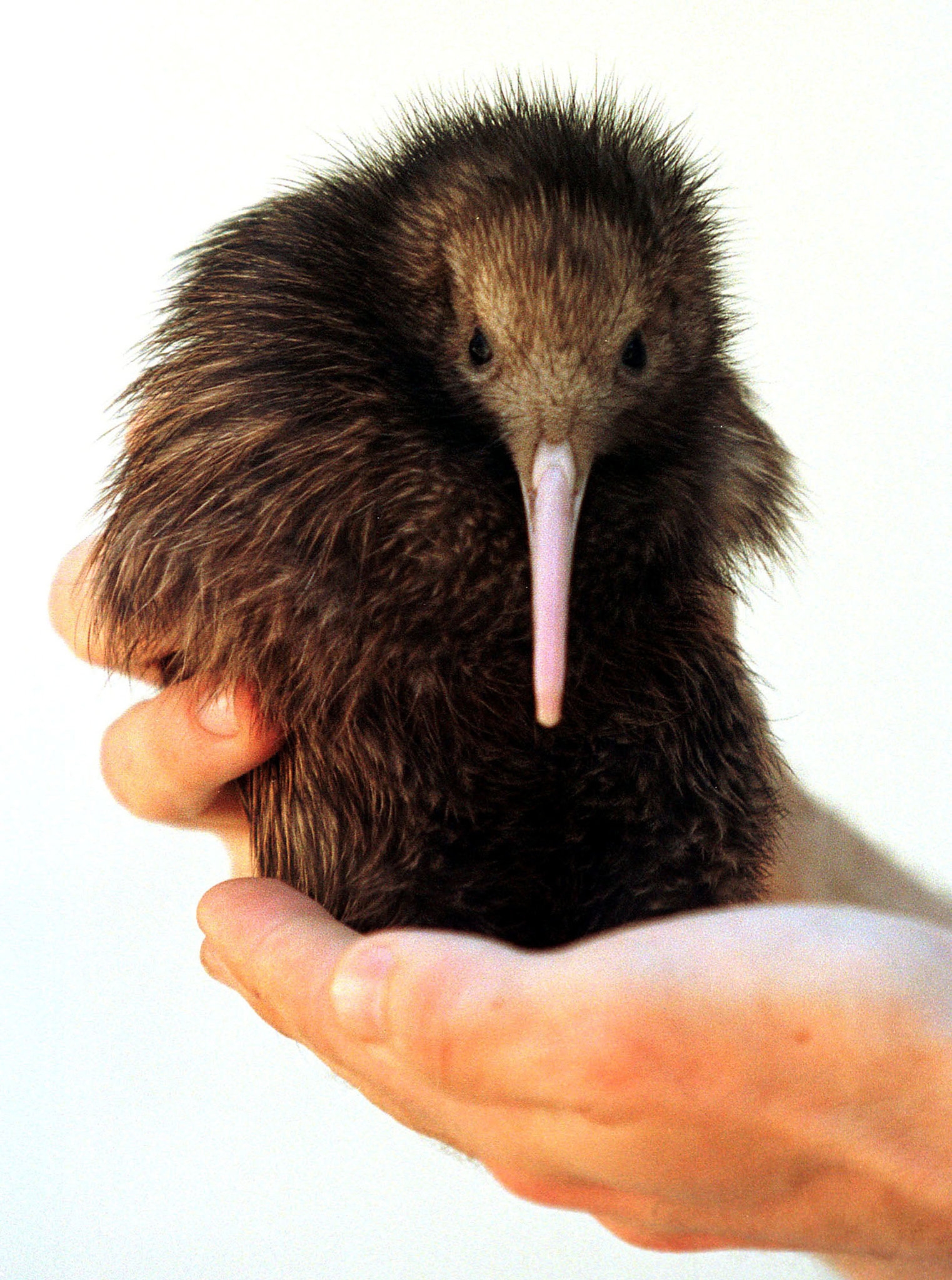 A Theory On How Flightless Birds Spread Across The World They Flew There The New York Times
