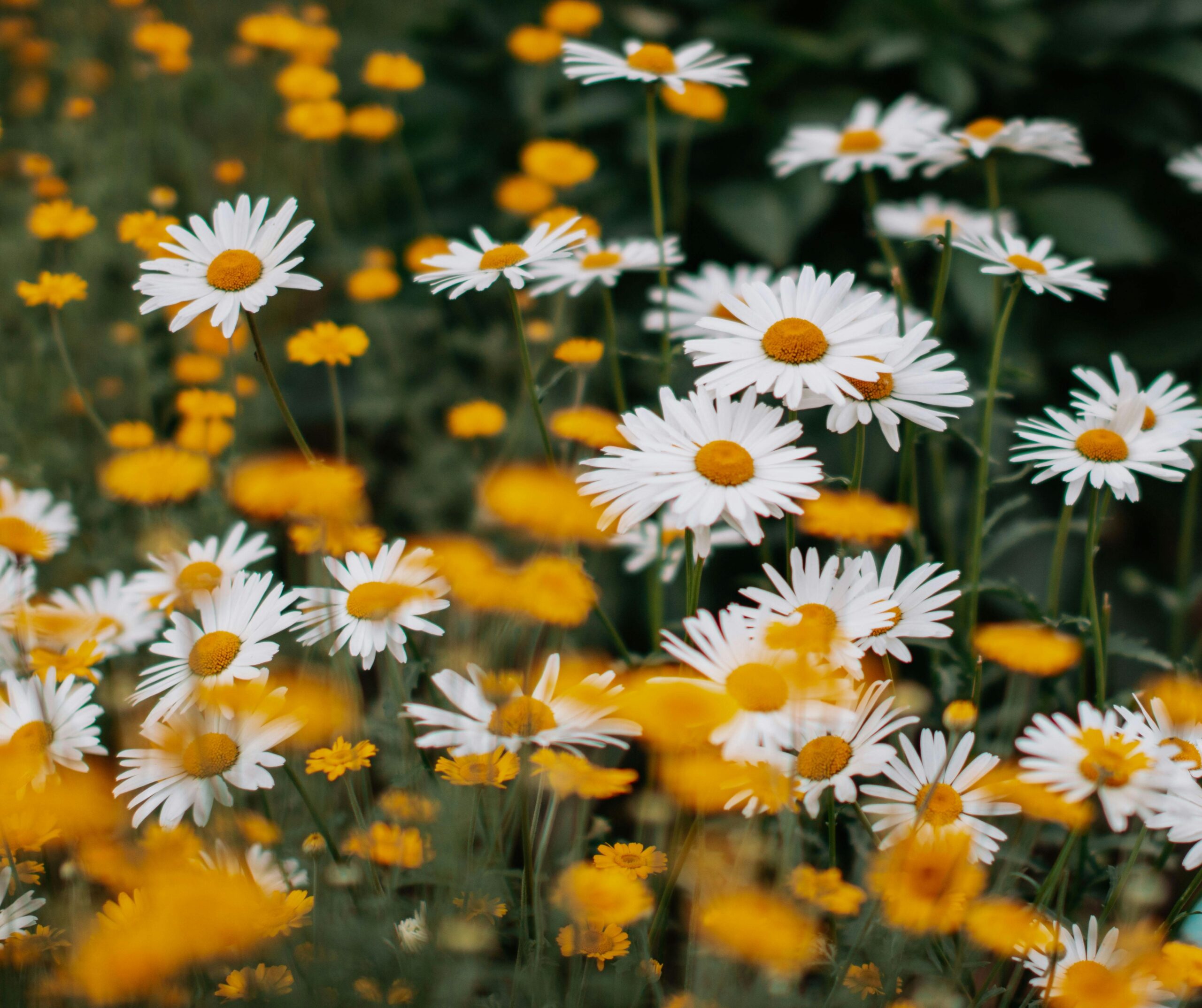 A White And Yellow Daisy Flowers In Full Bloom Free Stock Photo