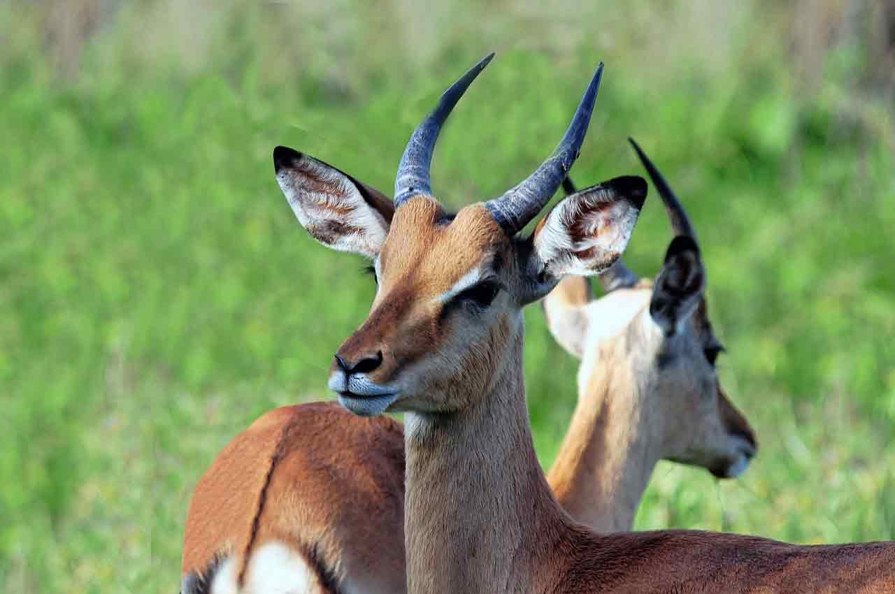 African Antelope 5 Letters Letters African Antelope 5 Letters Letters