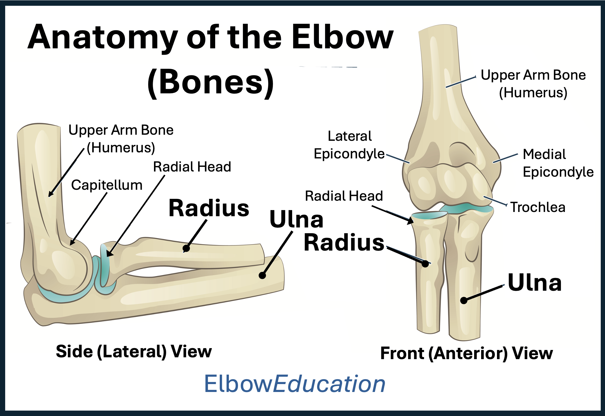 bone connecting elbow and wrist