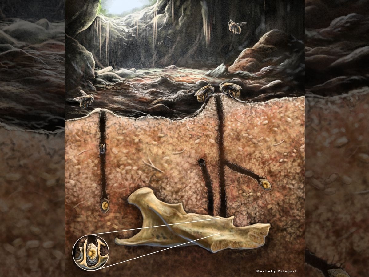 Ancient Burrowing Bees Made Their Nests In The Tooth Cavities And Vertebrae Of Dead Rodents Scientists Discover Live Science