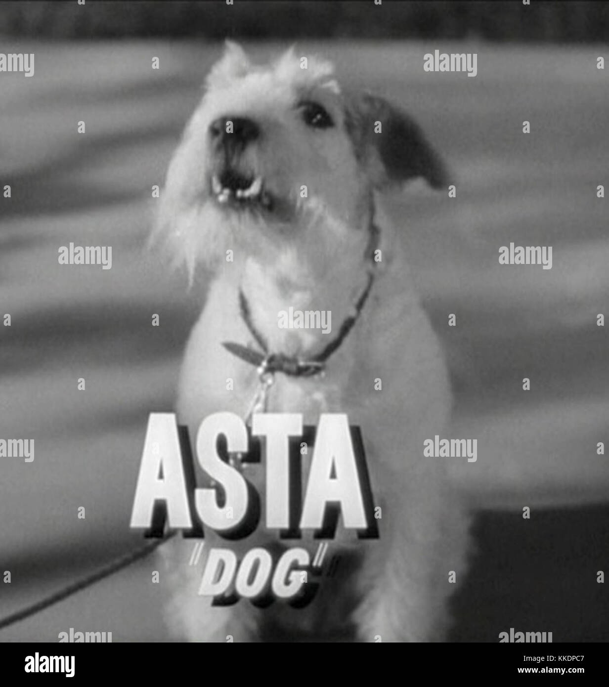 Asta The Thin Man Hi res Stock Photography And Images Alamy