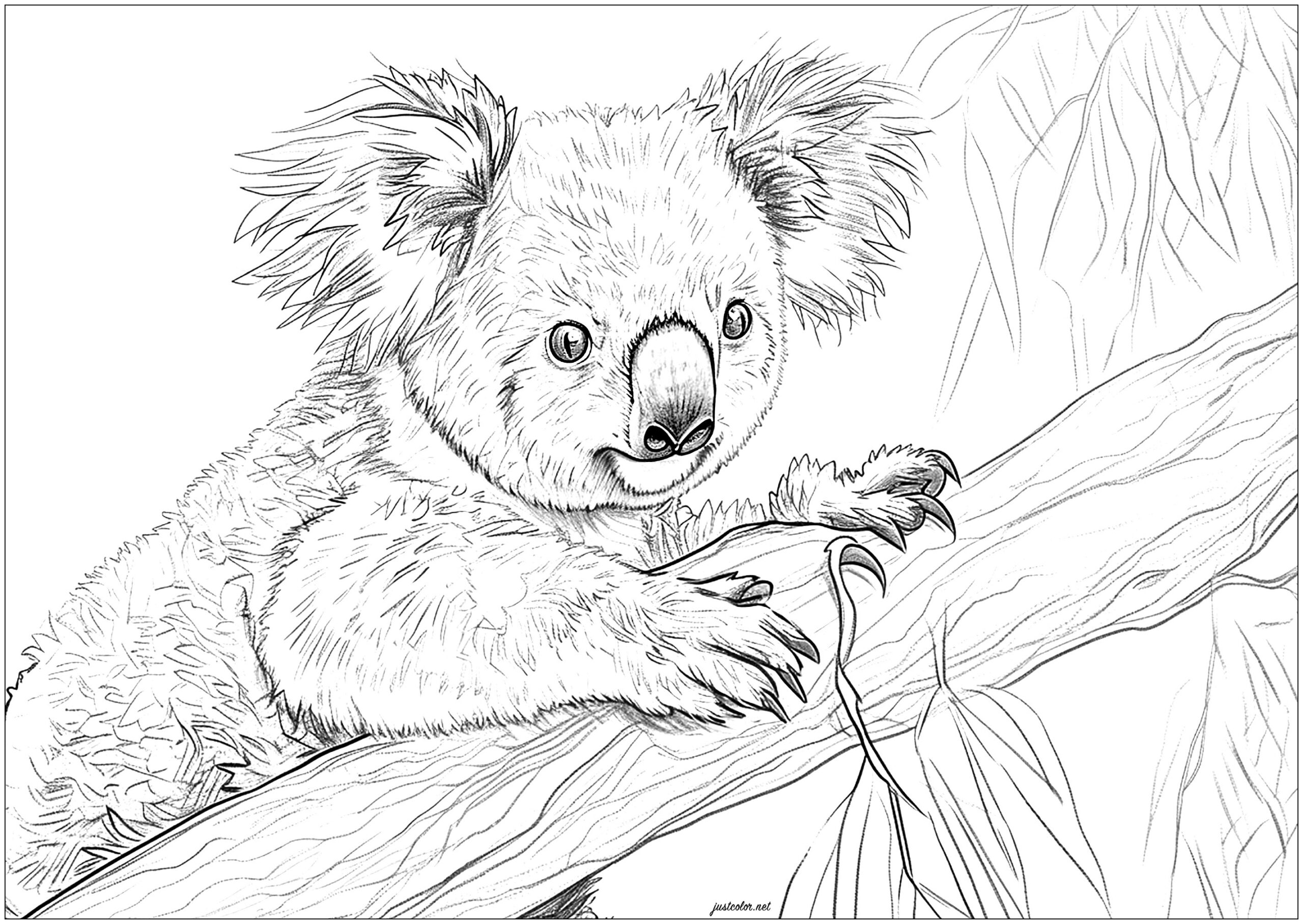 Beautiful Koala On A Branch Koala Coloring Pages For Adults