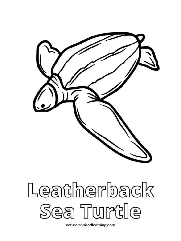 Beautiful Sea Turtle Coloring Pages Nature Inspired Learning