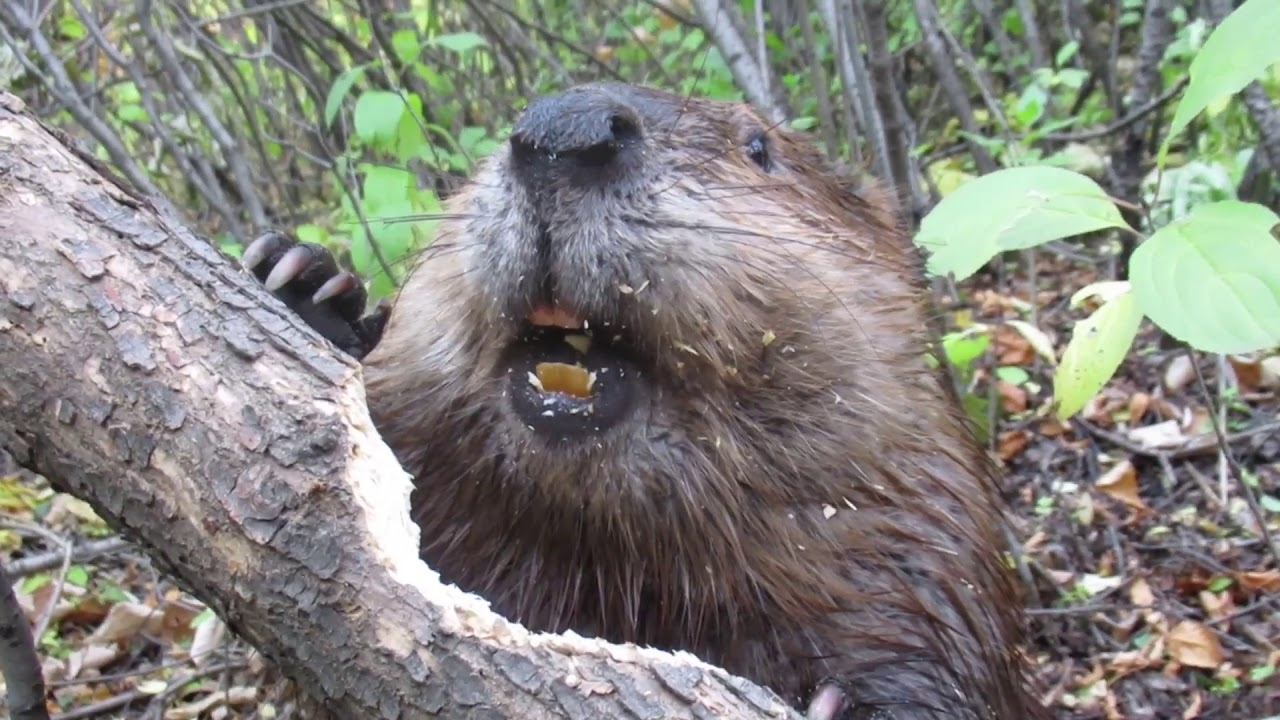 Beaver Chews Through Tree Limb Close Up Footage See How Beavers Do It YouTube