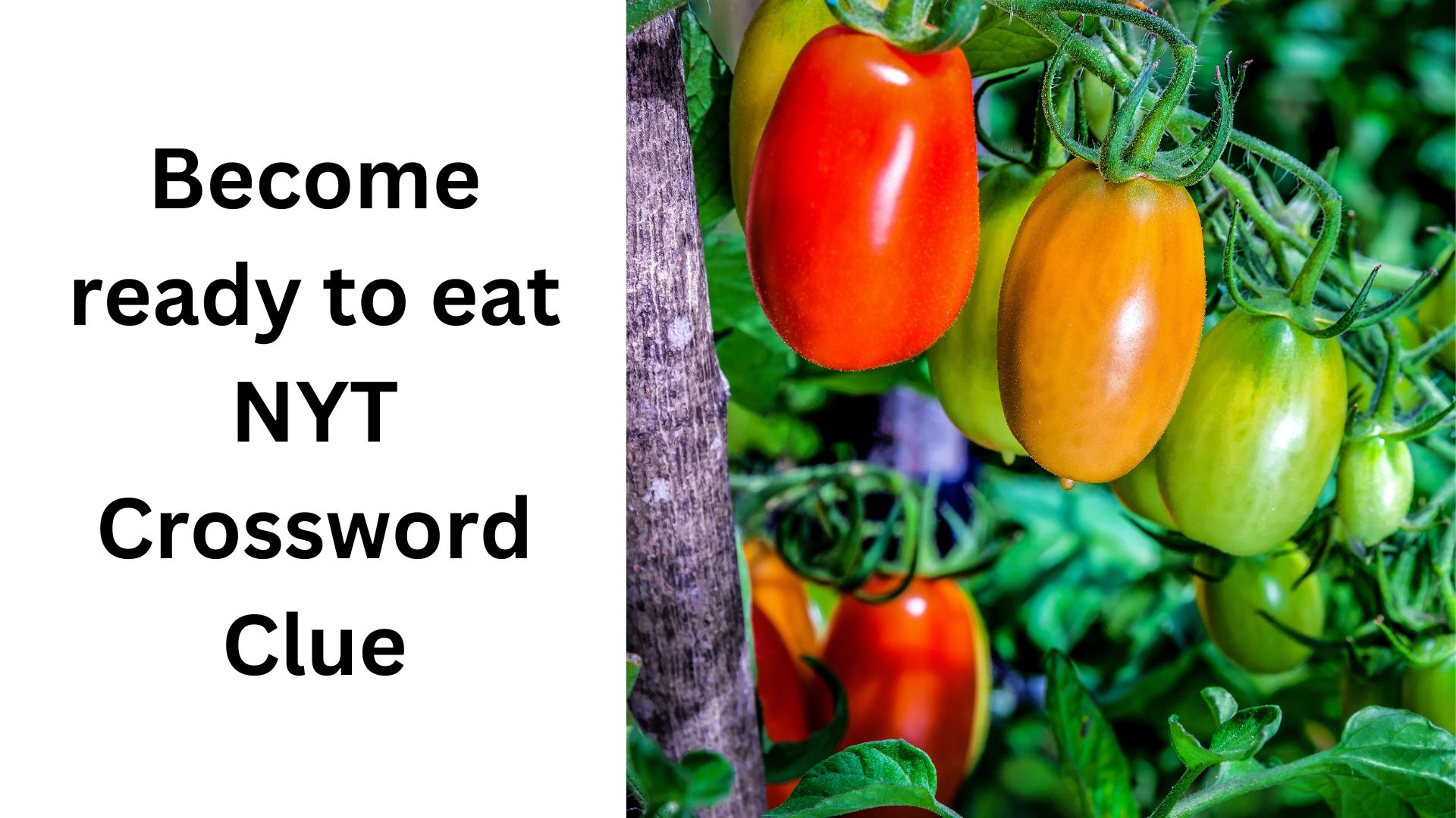 Become Ready To Eat NYT Crossword Clue October 22 2024