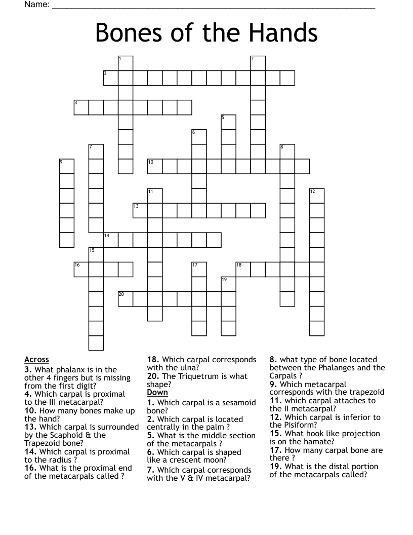 Bones Of The Hands Crossword WordMint