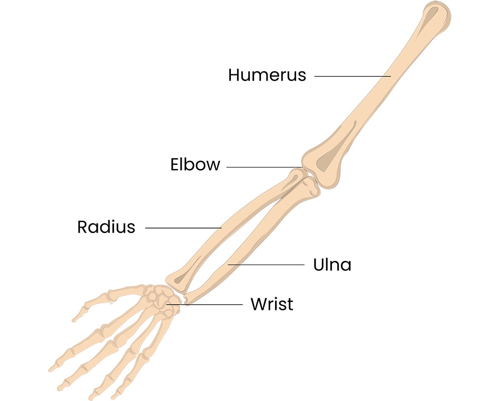 Broken Arm Or Elbow Health New Zealand Te Whatu Ora Broken Arm Or Elbow Health New Zealand Te Whatu Ora