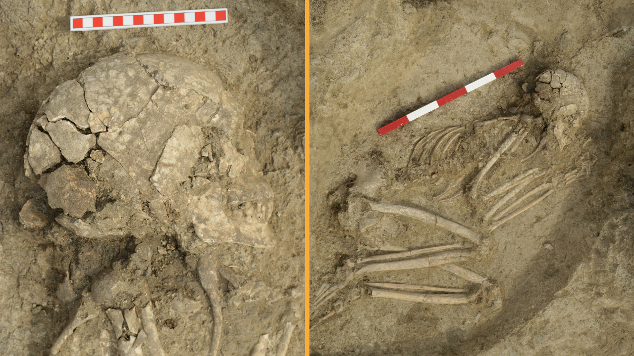 Brutal Lion Attack 6 200 Years Ago Severely Injured Teenager But Somehow He Survived Skeleton Found In Bulgaria Reveals Live Science