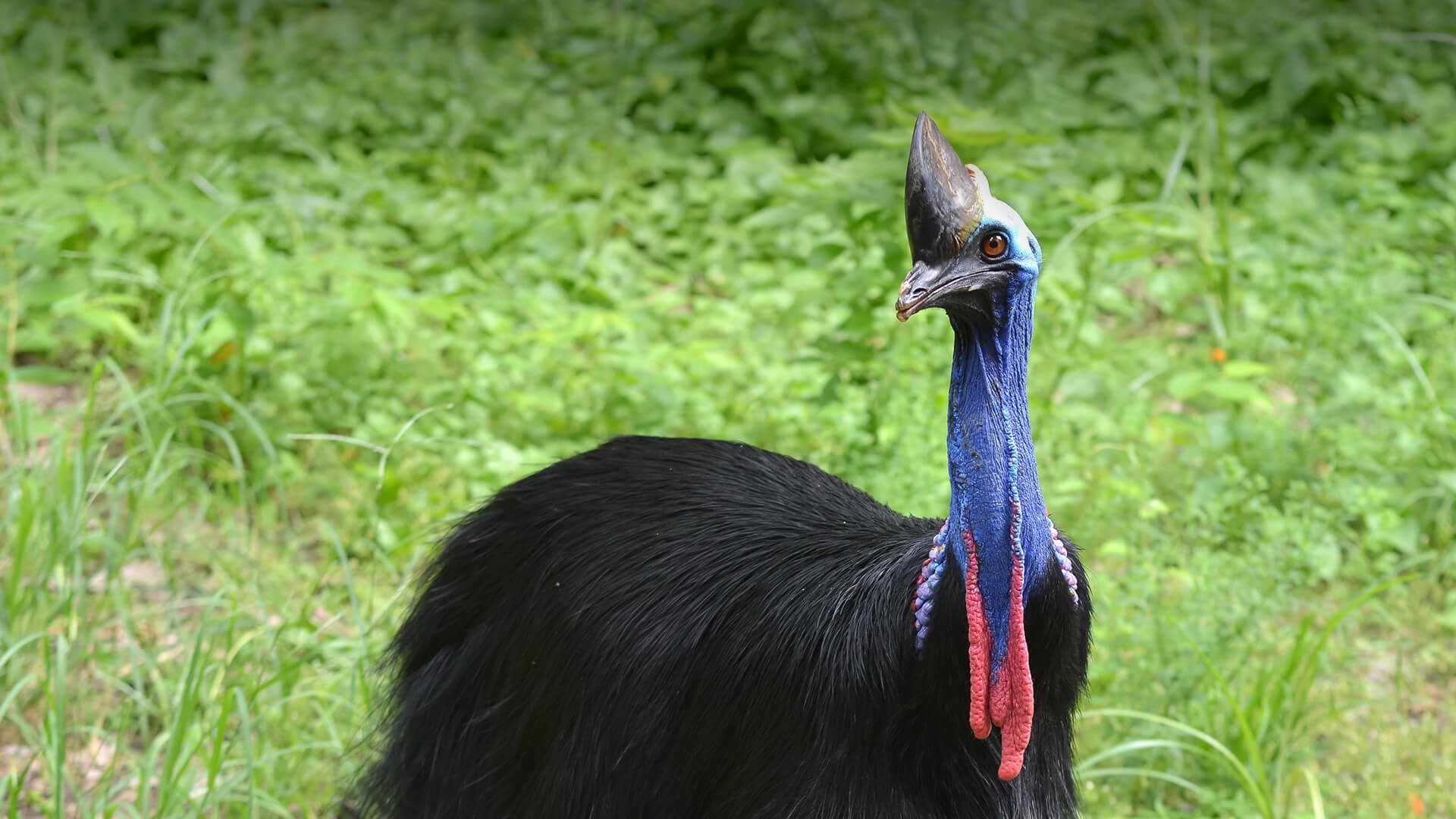Cassowary San Diego Zoo Animals Plants