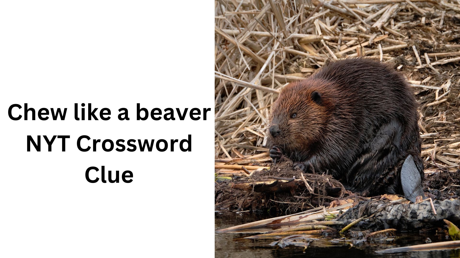 Chew Like A Beaver NYT Crossword Clue January 22 2025