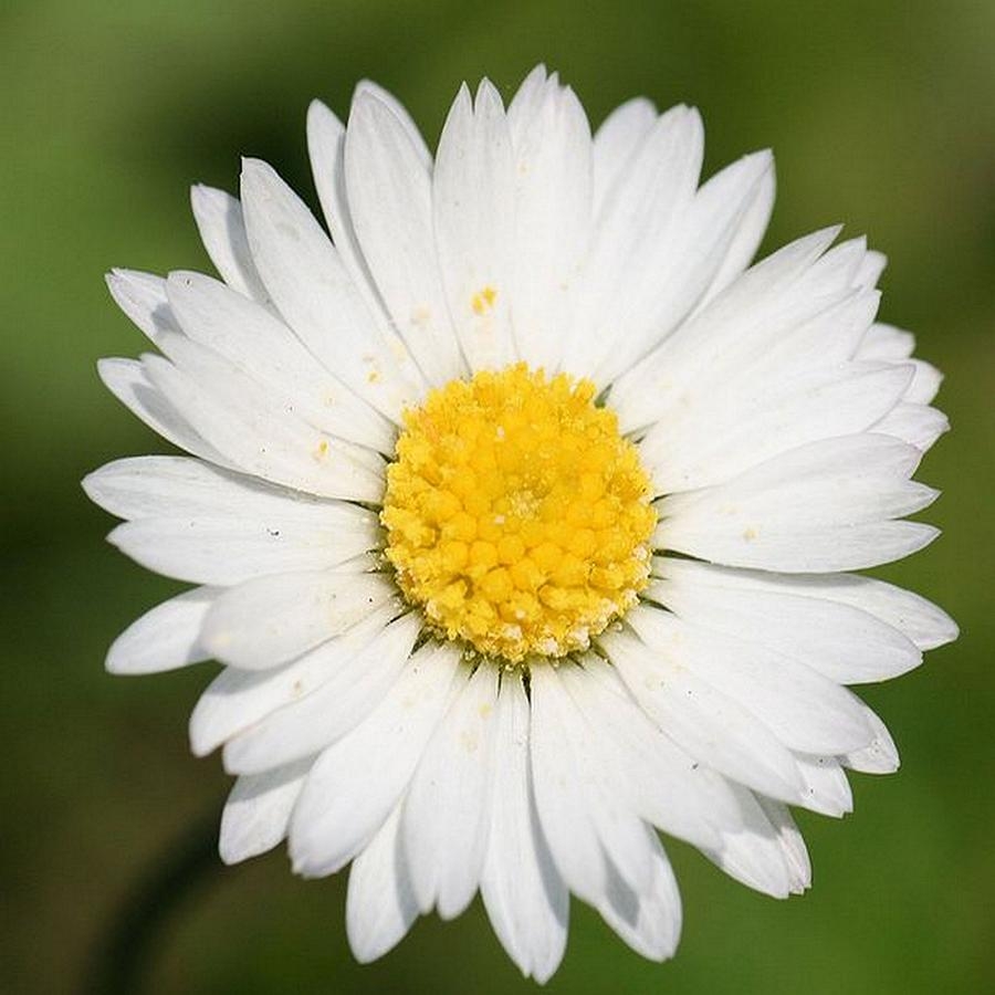 Closeup Of A Beautiful Yellow And White Daisy Flower Photograph By Taiche Acrylic Art Fine Art America