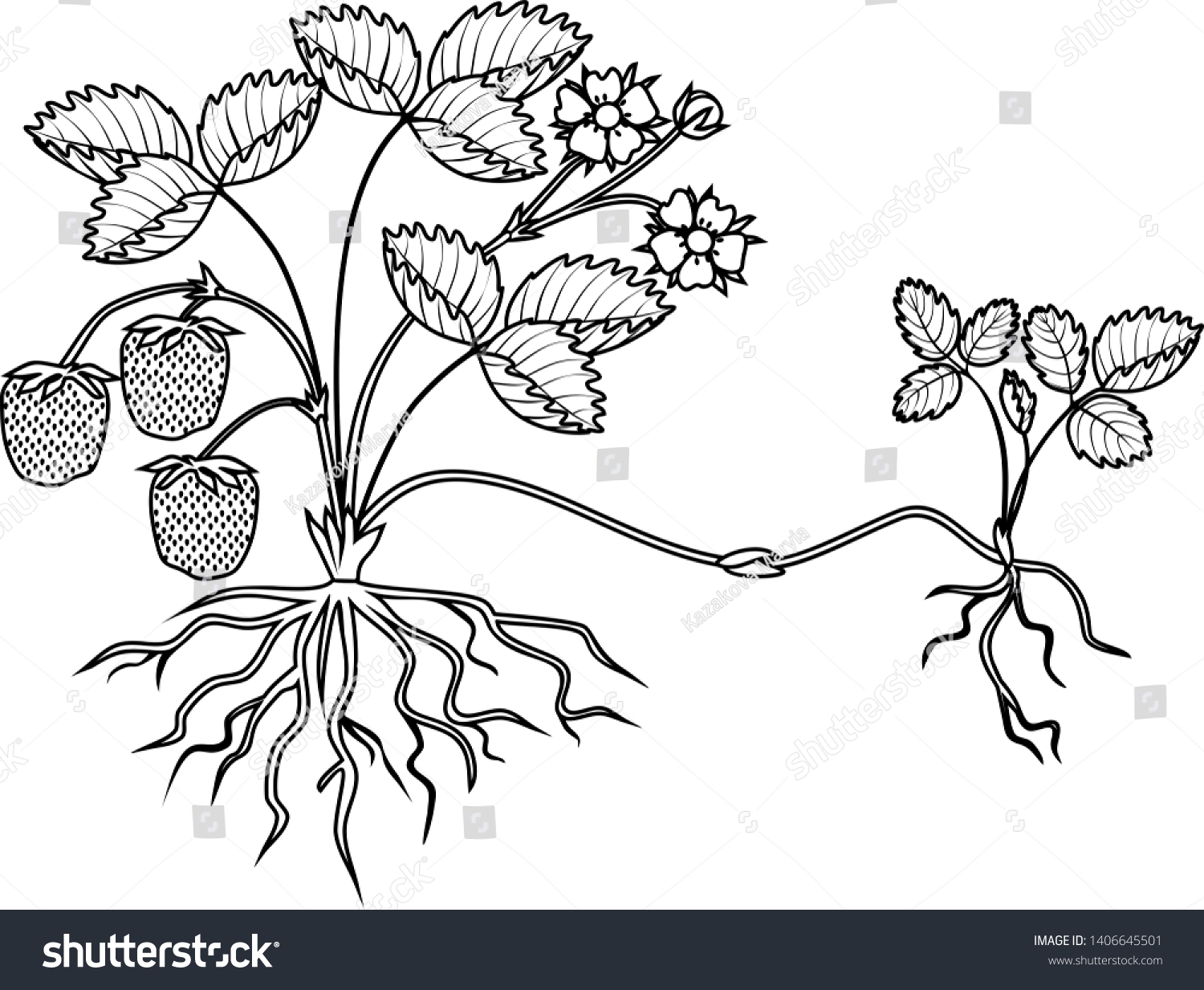Coloring Page Strawberry Plant Roots Flowers Stock Vector Royalty Free 1406645501 Shutterstock