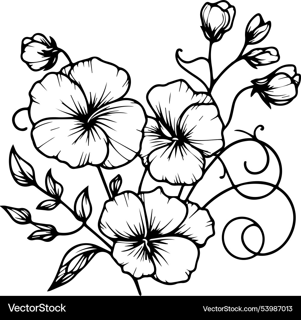 Cute Flower Coloring Pages Sweet Pea Drawing Royalty Free Vector VectorStock