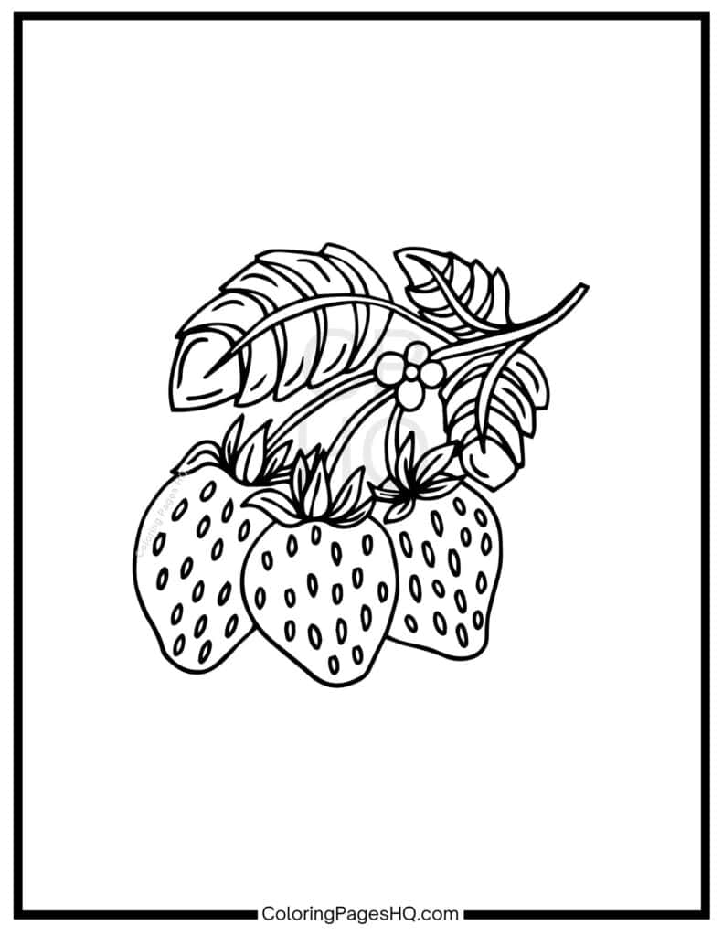 strawberry plant coloring page