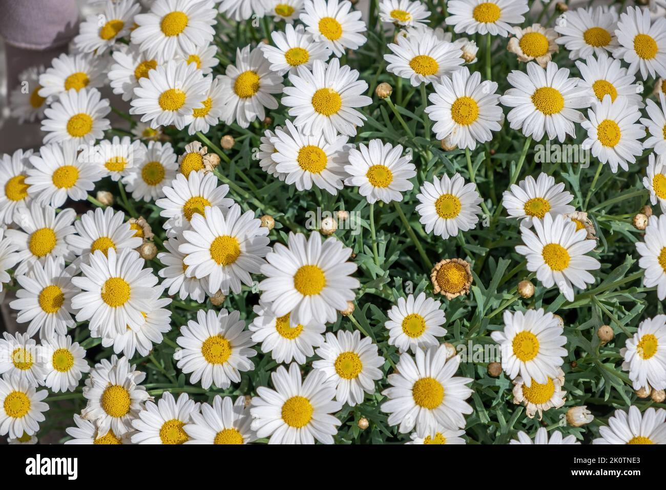 Daisy Bellis Perennis White Flower With Yellow Center At Netherlands Holland Field Common Daisy Is A Perennial Herbaceous Plant Full Background T Stock Photo Alamy