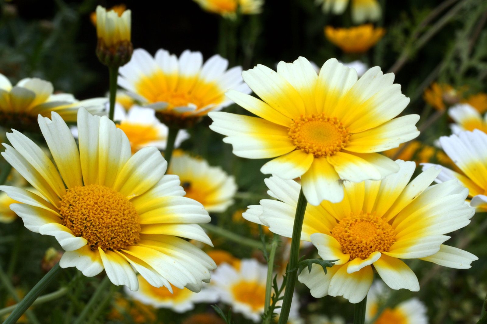 Daisy Description Types Examples Facts Britannica