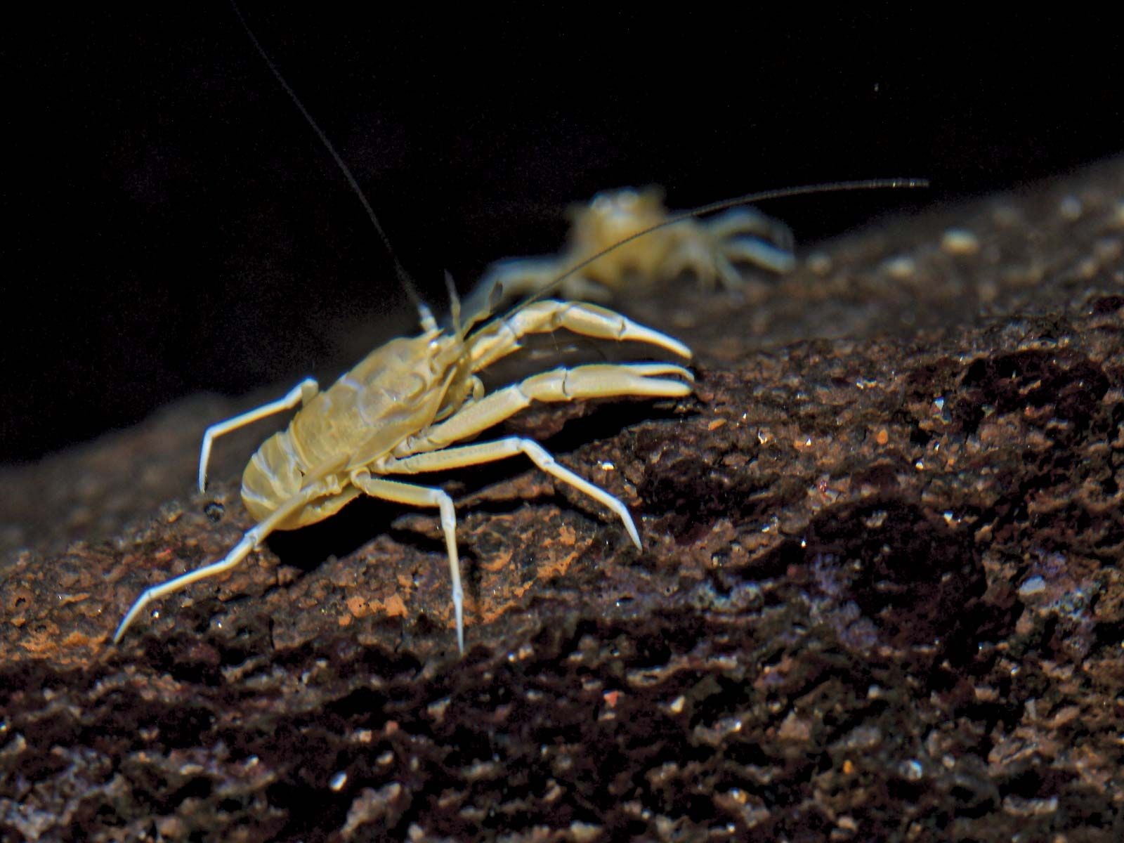 marine crustacean 10 legs