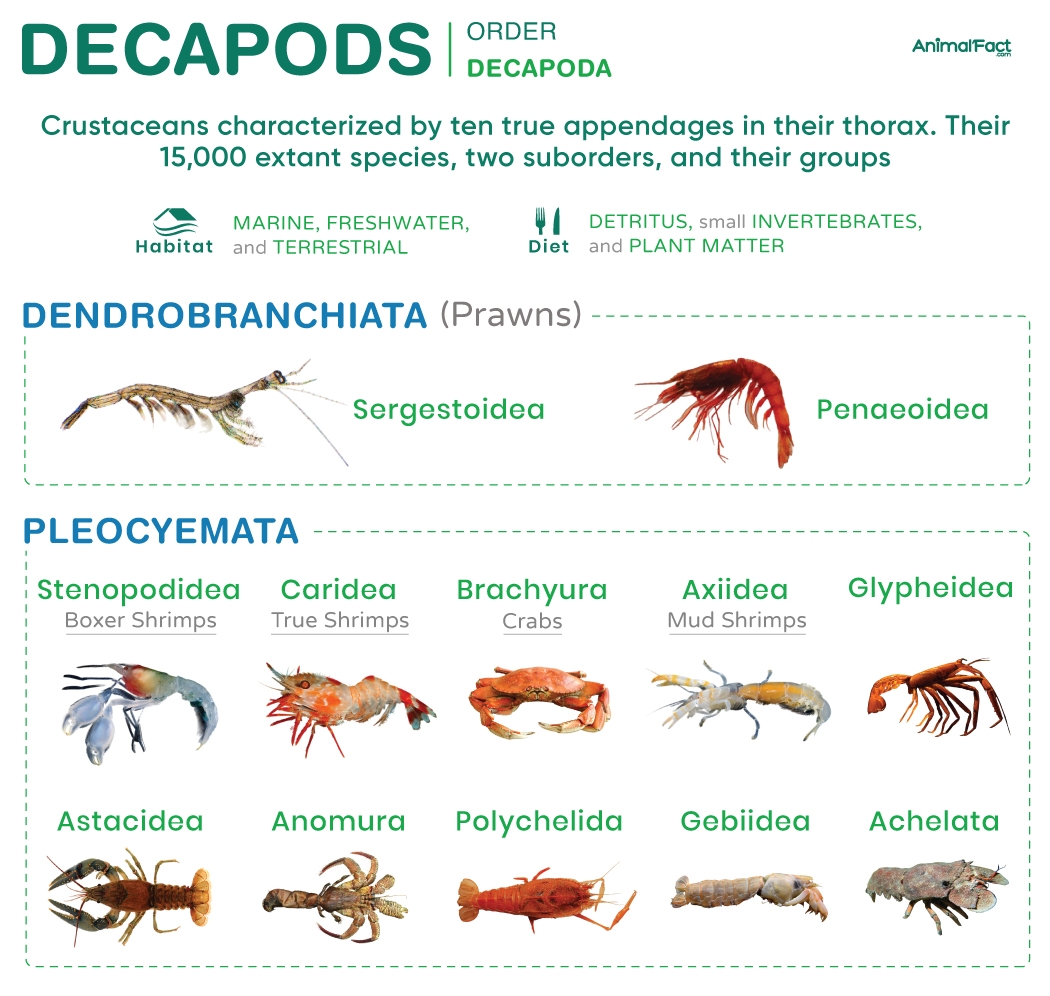 Decapod Examples Characteristics Classification Pictures