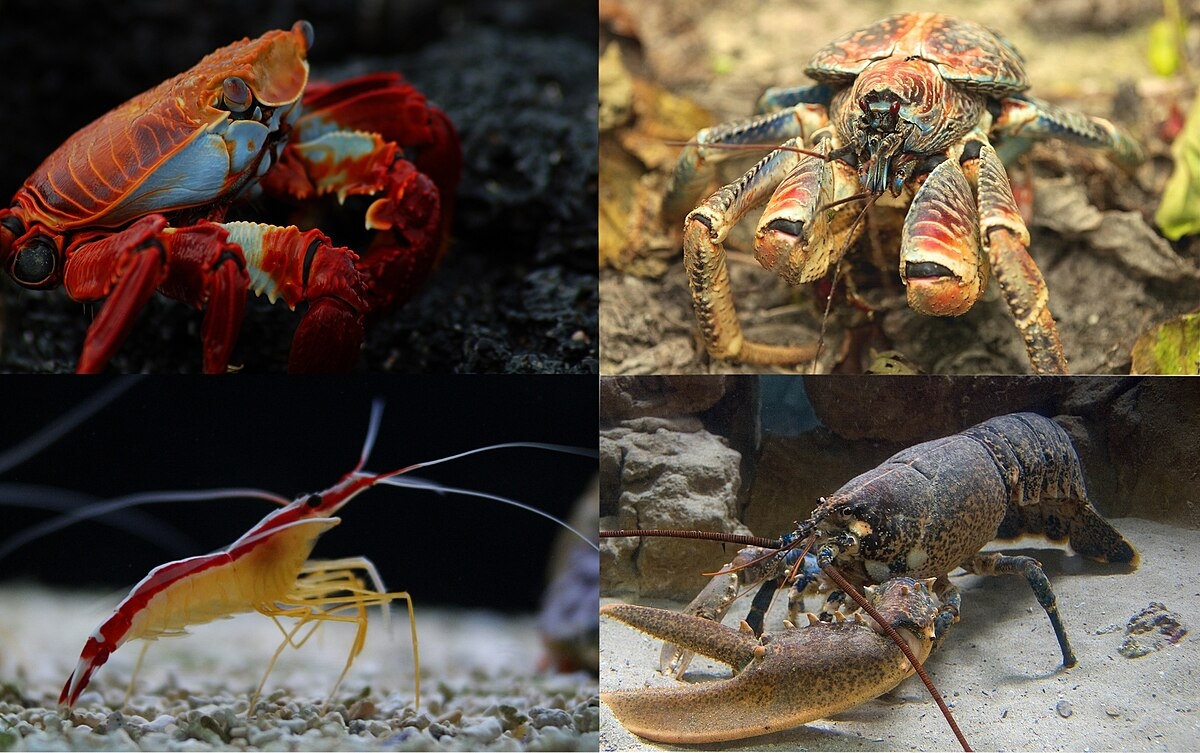 10 legged marine crustacean