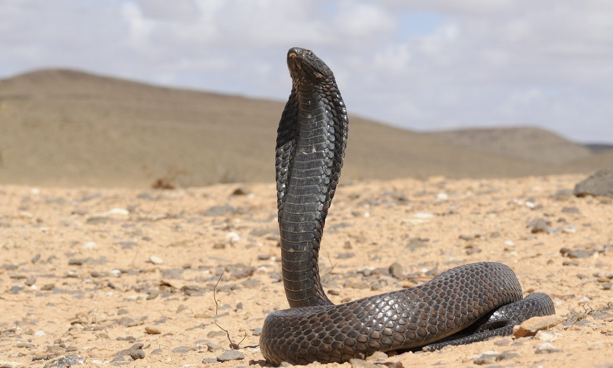 Egyptian Cobra Wikipedia