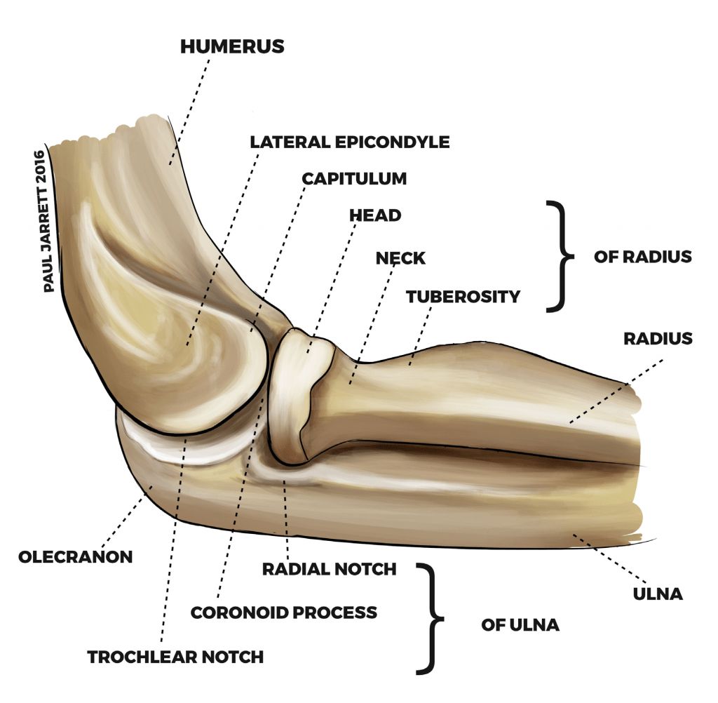 Elbow Anatomy Dr Paul Jarrett Elbow Surgeon Perth