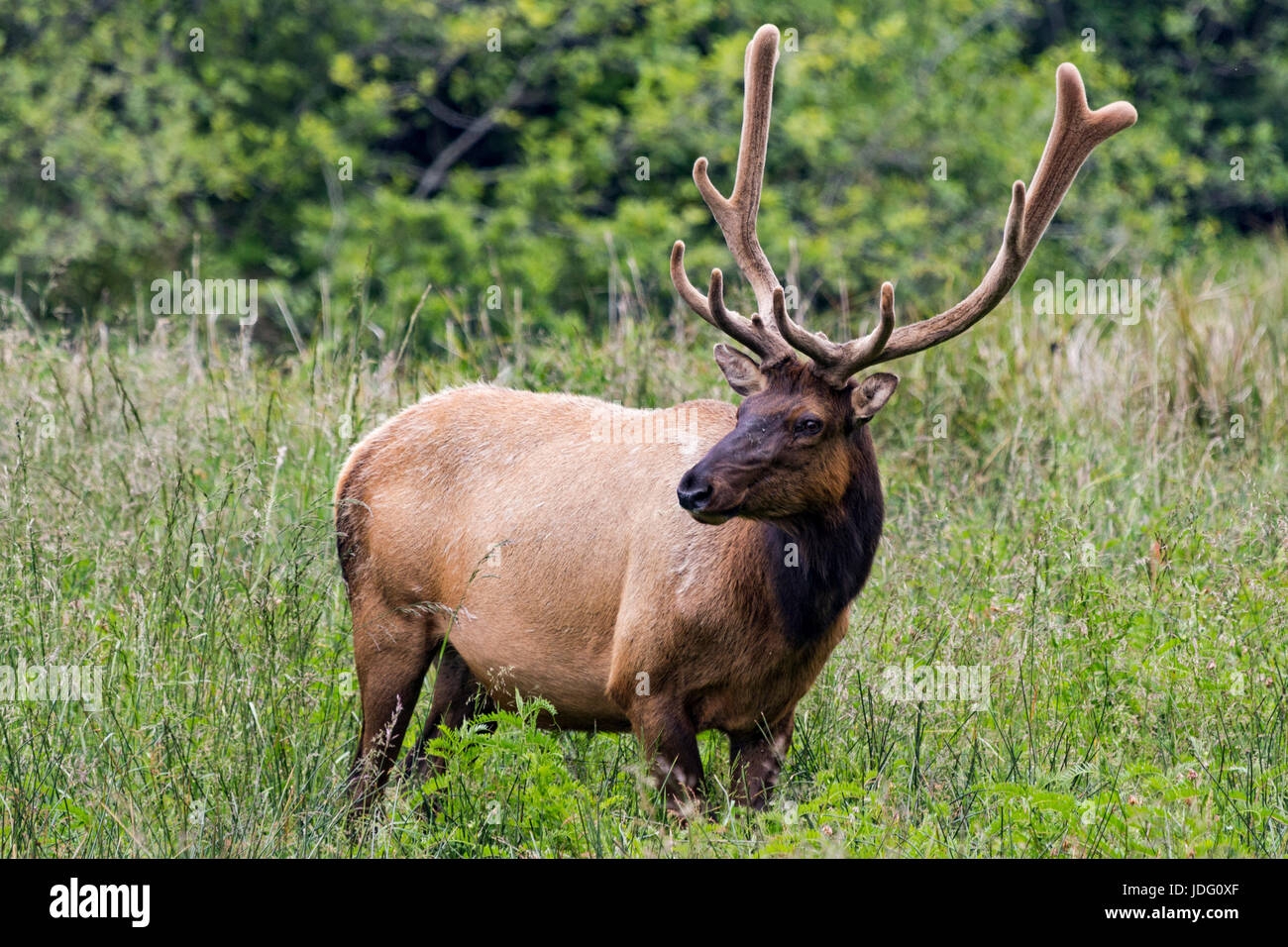 Elk With Velvet On Antlers Hi res Stock Photography And Images Alamy
