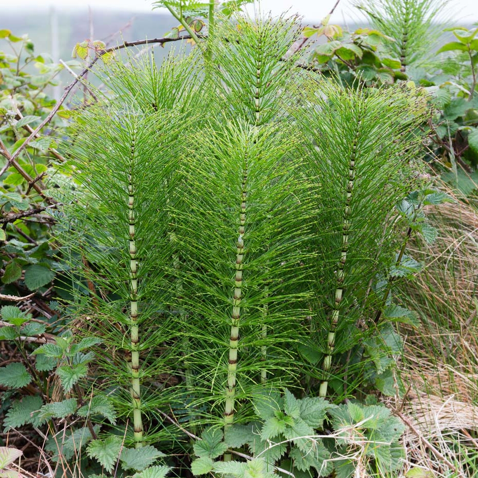 Equisetum Wikipedia