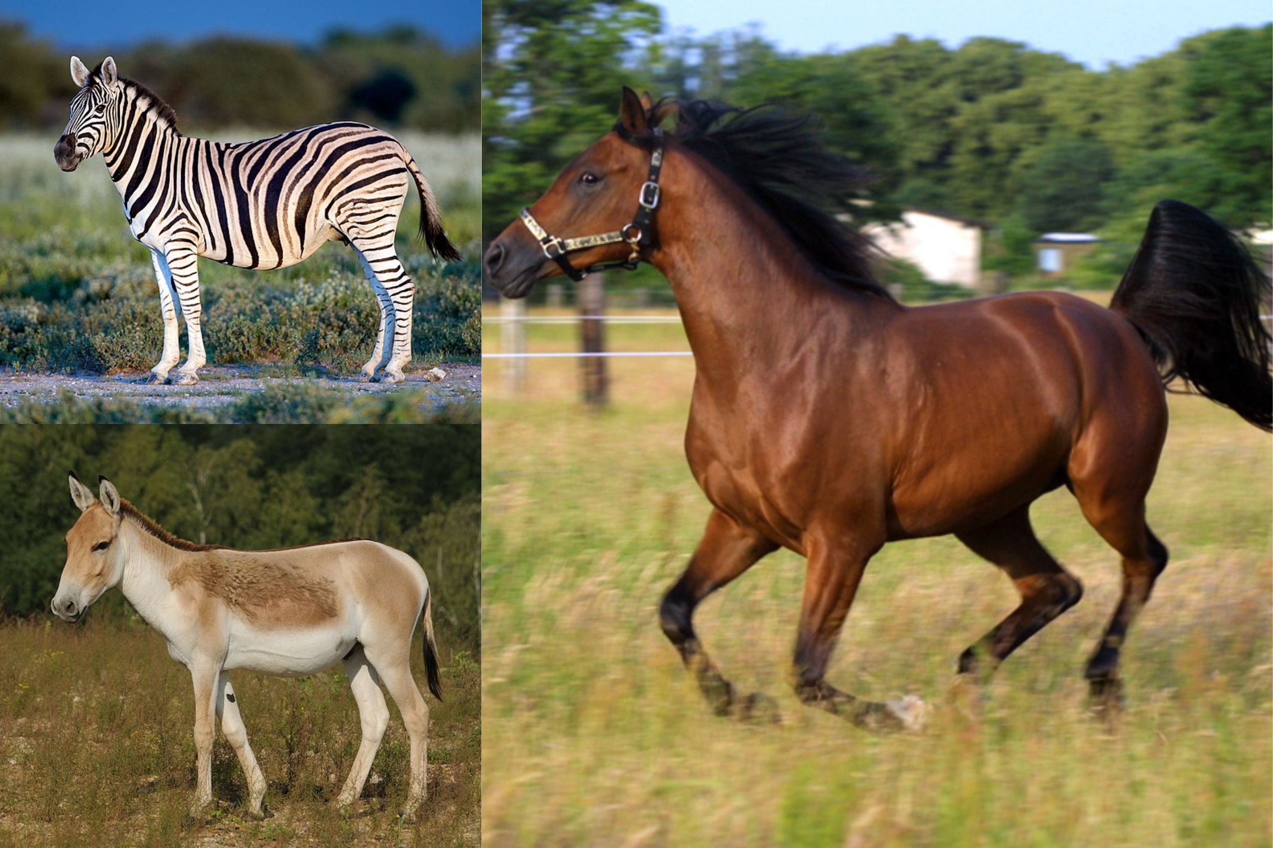 Equus genus Wikipedia