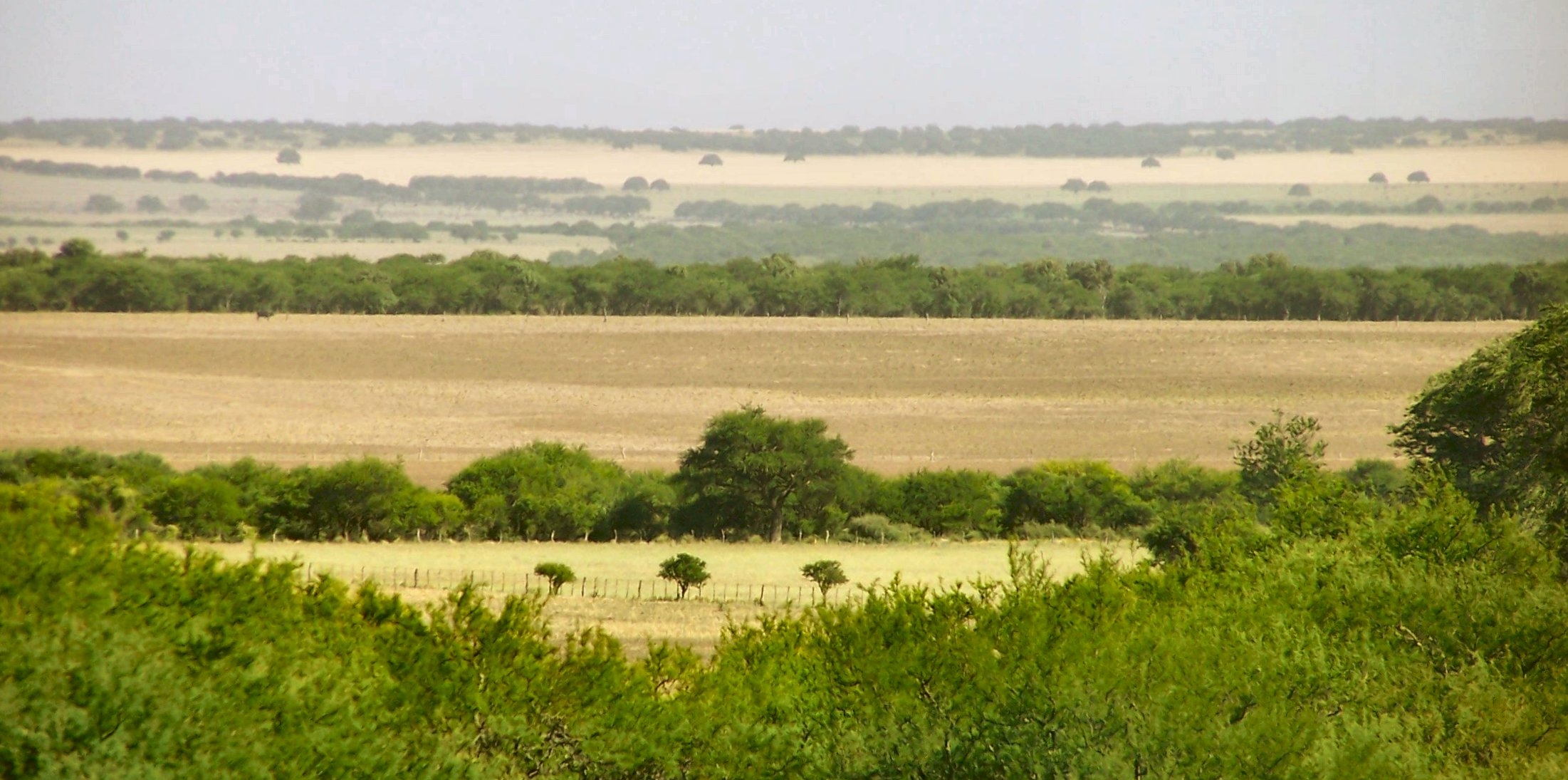 grassy south american plain