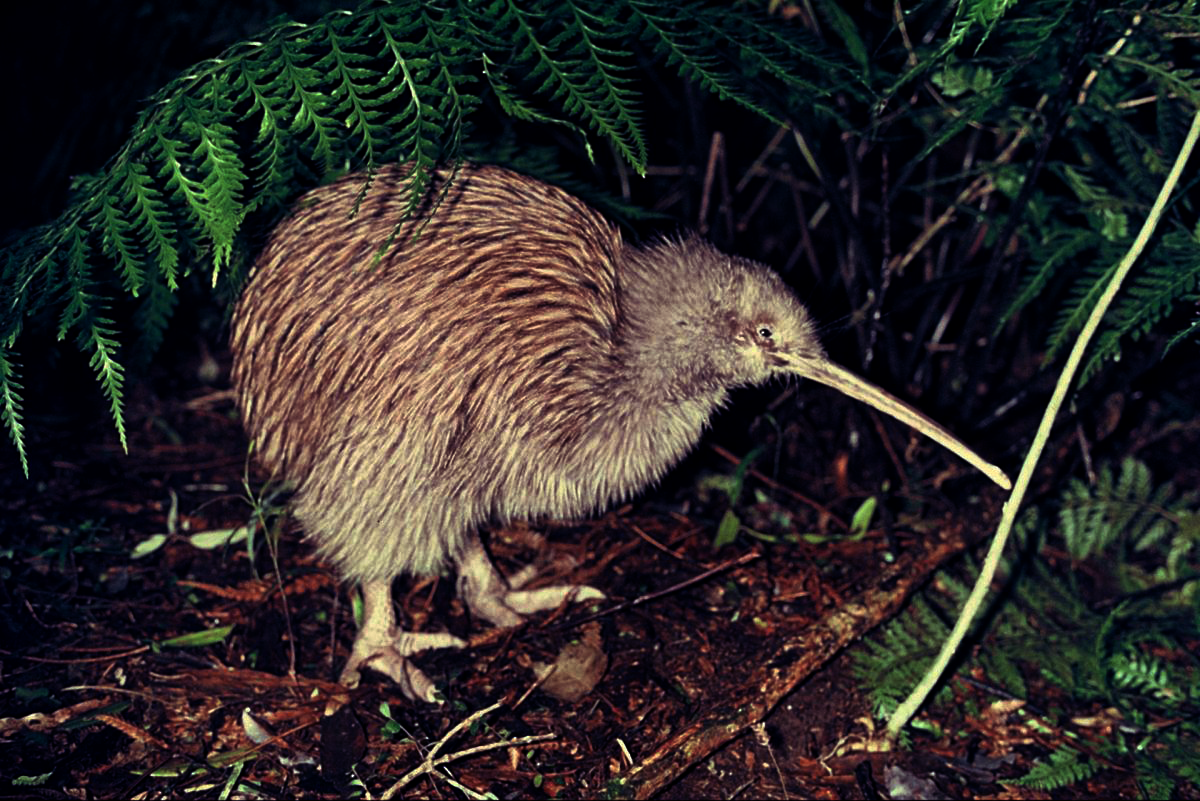 Featured Creature Kiwi Blog Nature PBS