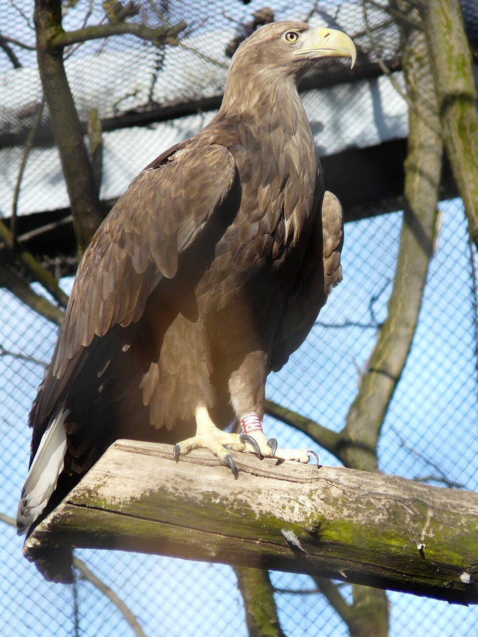 File Haliaeetus Albicilla Wroc aw Zoo Poland 8a jpg Wikimedia Commons