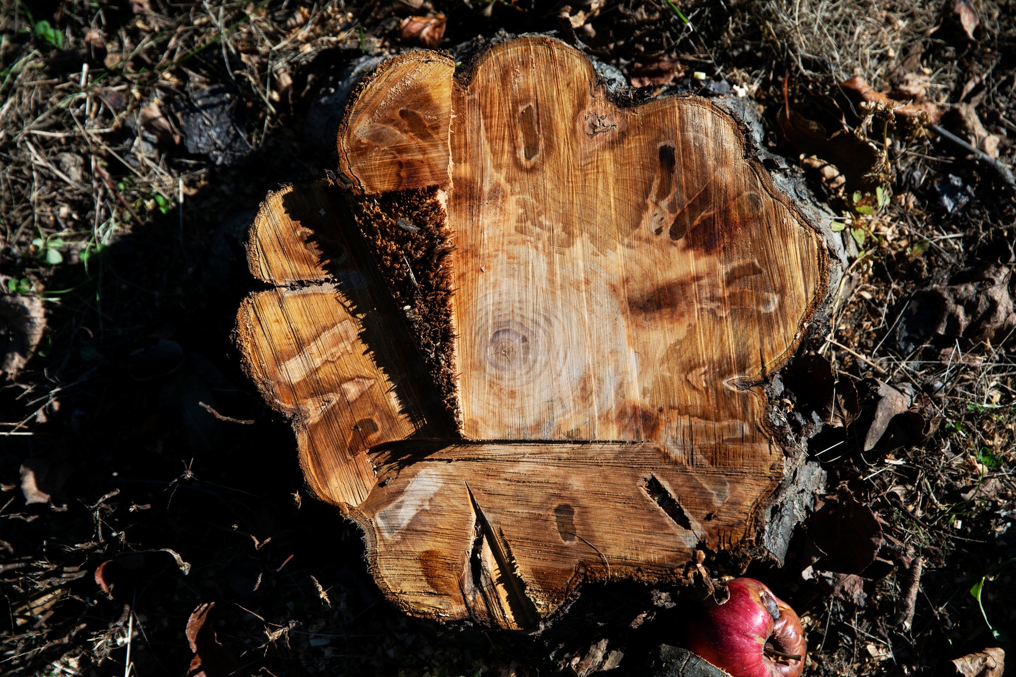 Fire Blight Spreads Northward Threatening Apple Orchards The New York Times