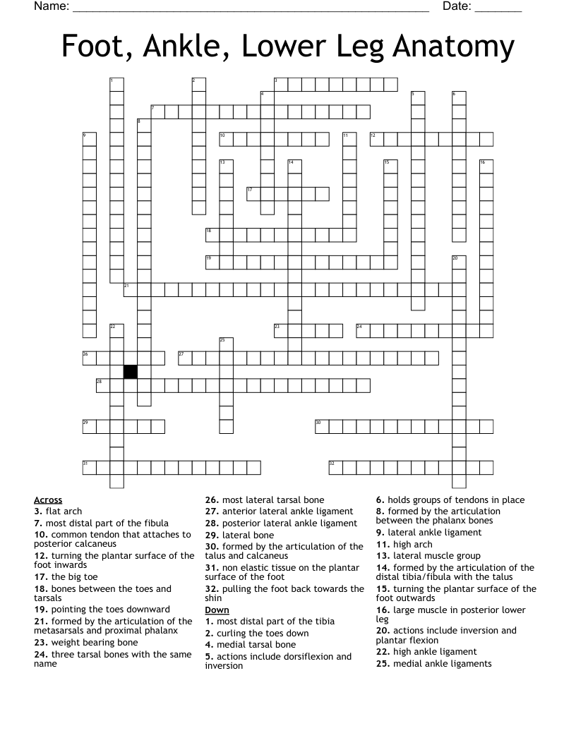 Foot Ankle Lower Leg Anatomy Crossword WordMint