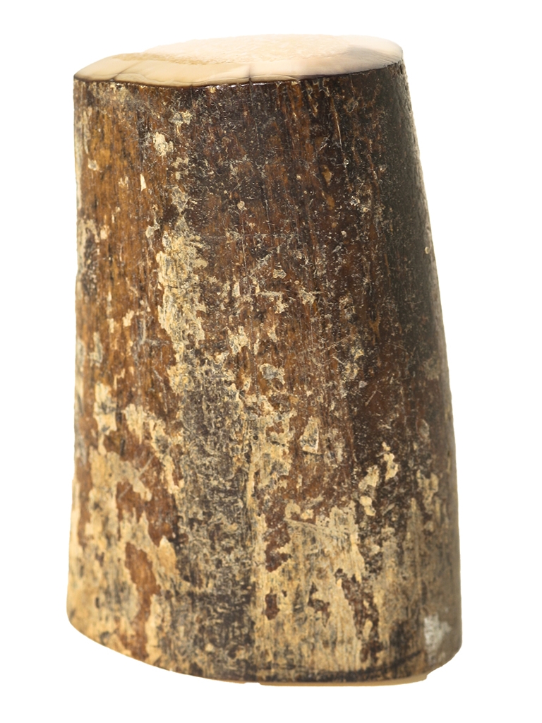 Fossil Walrus Tusk Raw Ivory Scrimshaw Collector Fossil Walrus Tusk Raw Ivory Scrimshaw Collector
