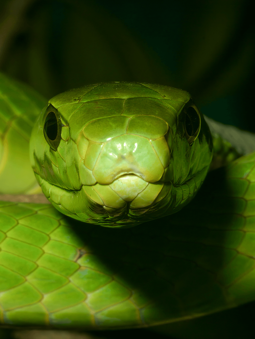 From Scales To Secretions Slithering Towards A Better Understanding Of Snakes The Scientist