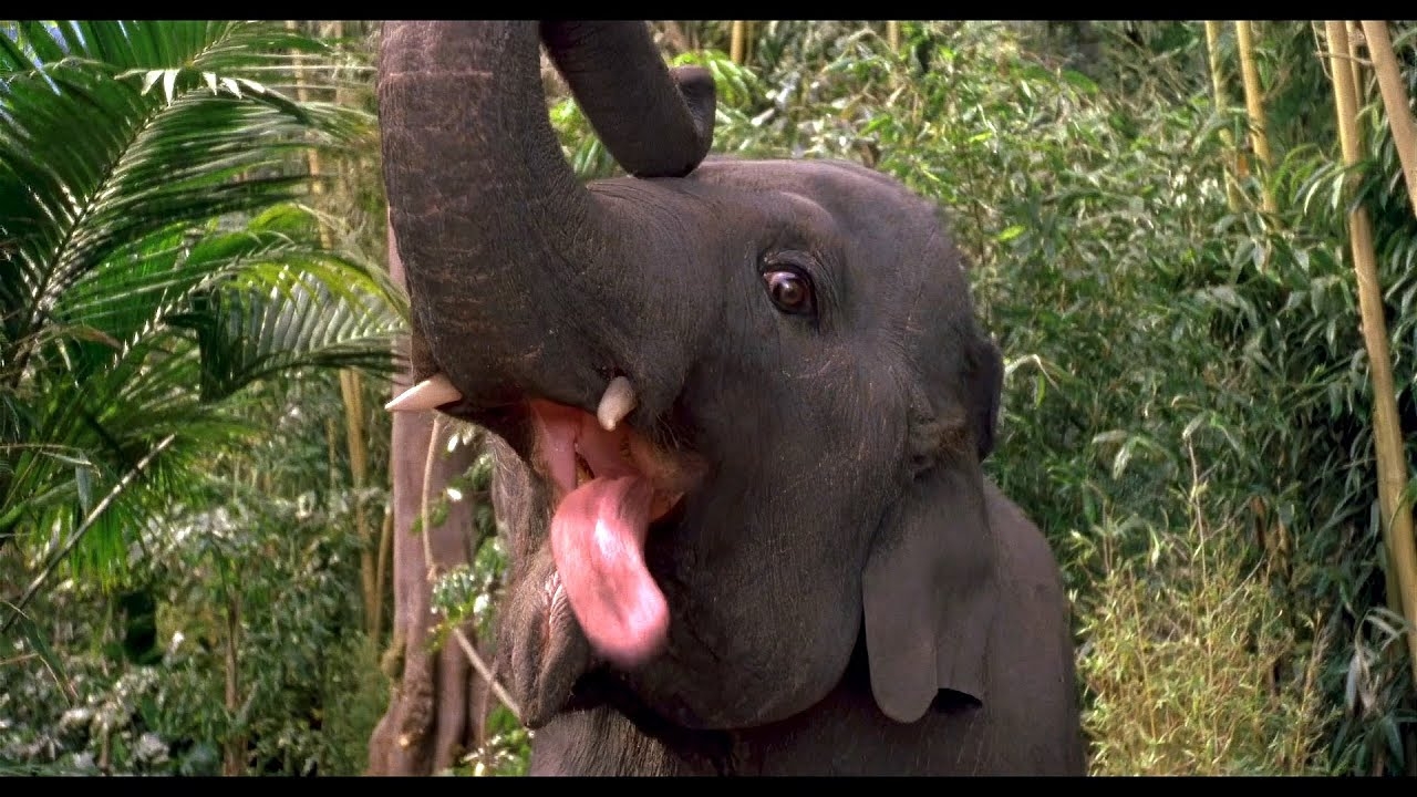 GEORGE OF THE JUNGLE Shep Intro 1997 YouTube GEORGE OF THE JUNGLE Shep Intro 1997 YouTube