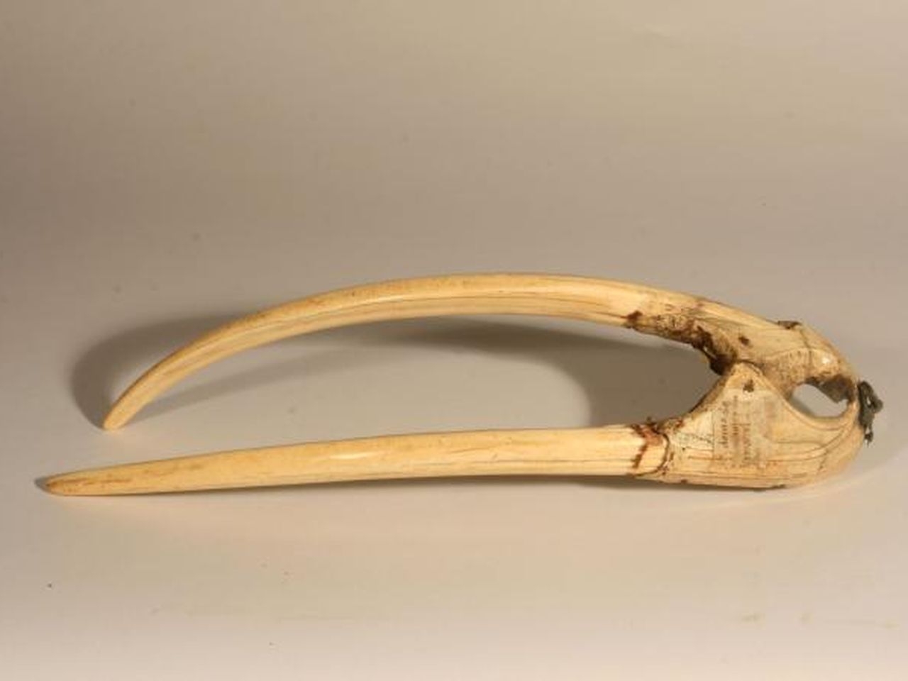 Greenland s Vikings Got Wealthy Off Walrus Tusks