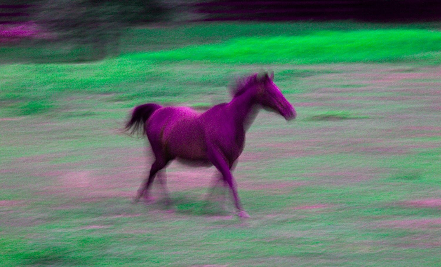 Horse Of Another Color Art Muse 2 0 